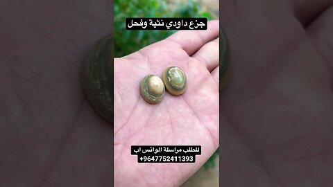جزع داودي نثية وفحل