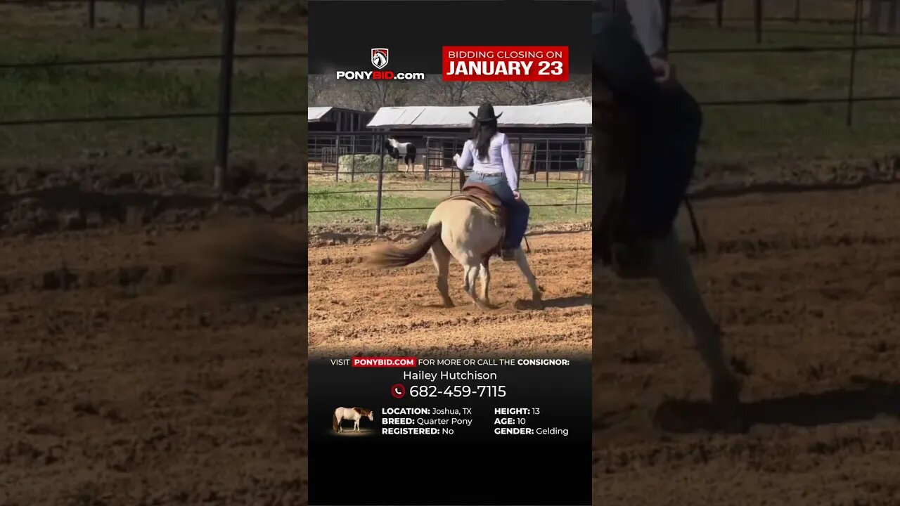 Smarty - An awesome pony offered on www.PonyBid.com through January 23rd!