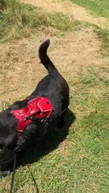 Dog loves getting dirty