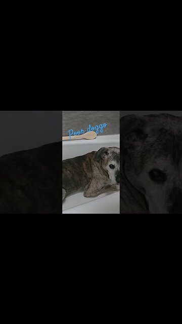 scared dog climbed in tub #shortsvideo #dog #dogs #socialmedia #social @TalkwithSally