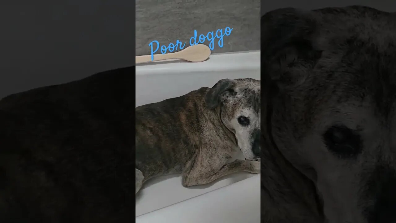 scared dog climbed in tub #shortsvideo #dog #dogs #socialmedia #social @TalkwithSally