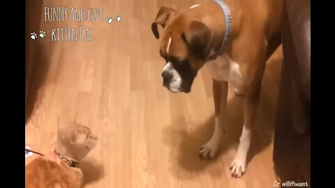 Playful dog starts playing with the cats, and the cats get upset