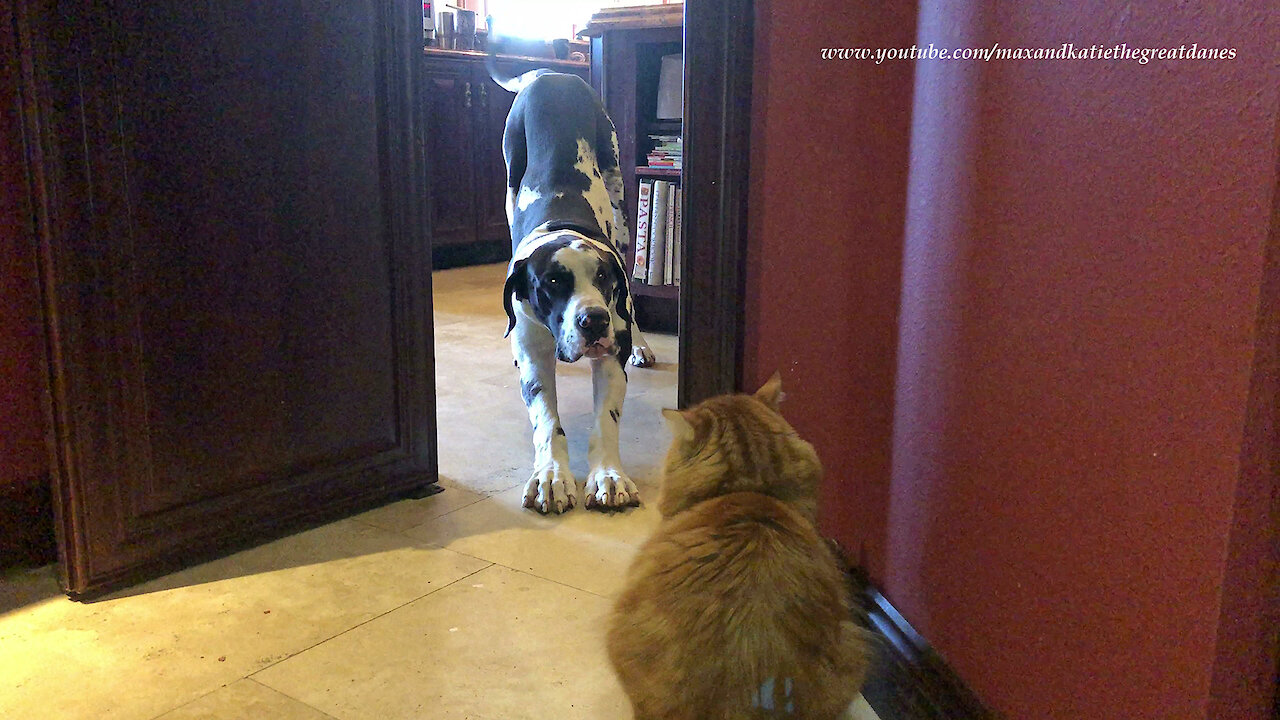 Funny Cat Teaches Great Dane About Temptation