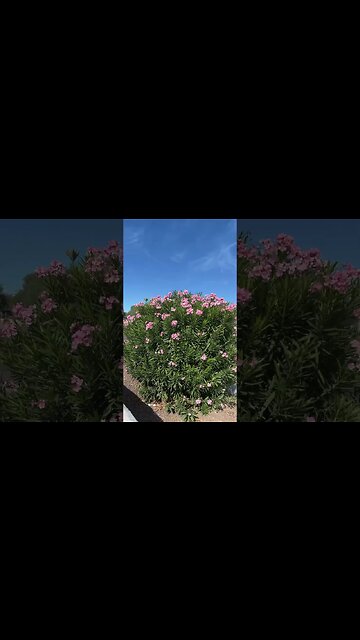 You are not allowed to be homeless - Tempe