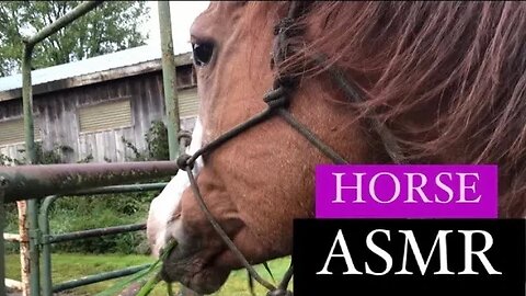 ASMR Horses Eating Grass - Satisfying