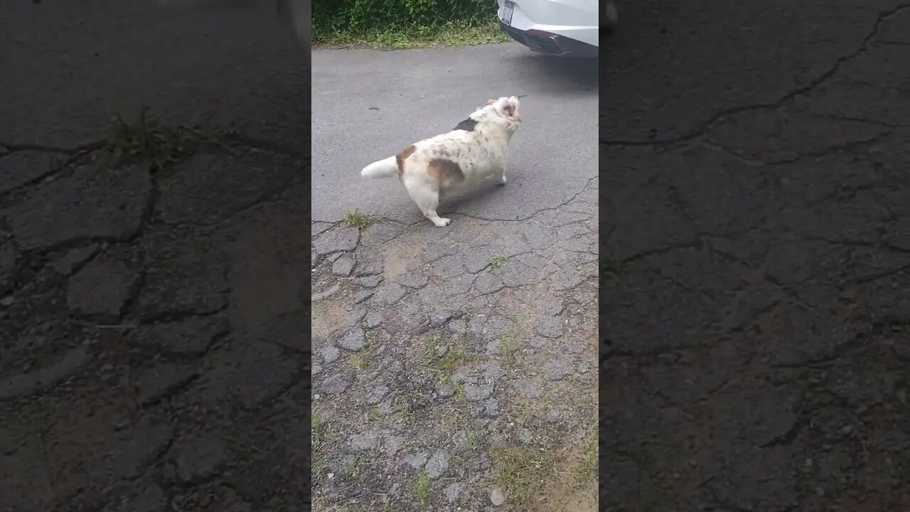 Maddy Wants Ride... 🚗