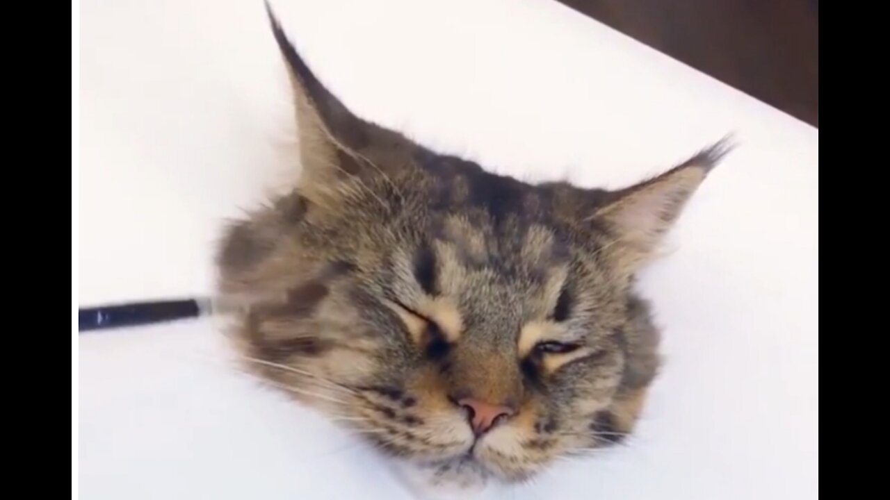 Watch how this cat reacted when he painted