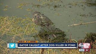 Alligator attacks, kills dog in Polk County: FWC