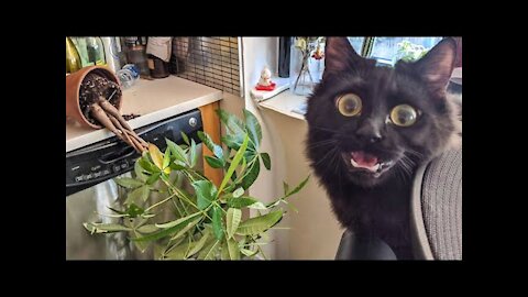 Best Funny Pet Videos Of The - Cute 😹 Cats And 🐶 Dogs Reactions