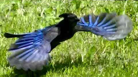 IECV NV #353 - 👀 Two Stellar's Jays In The Neighbors Yard 5-26-2017