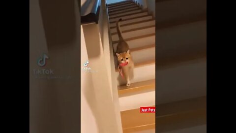 Cutest Tiktok Cat 🐈#cute #funnyanimals #funnyvideos #tiktok #cat 2022