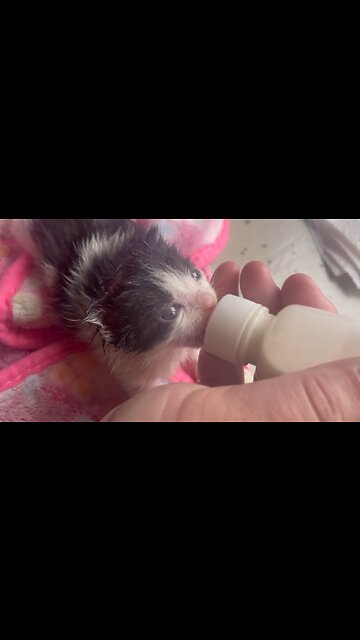 Rescued Kitten Enjoys Tasty Milk Breakfast