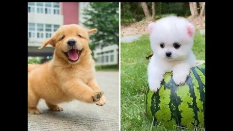 Cute and funniest dogs#compilation