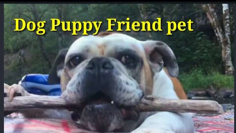 Dog Puppy Friend pet