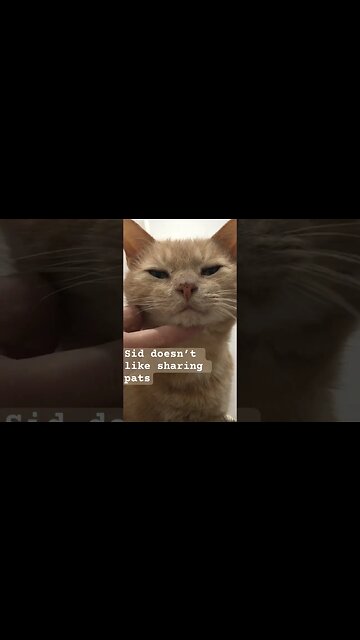Cat doesn’t like sharing pats. Check out the dirty look