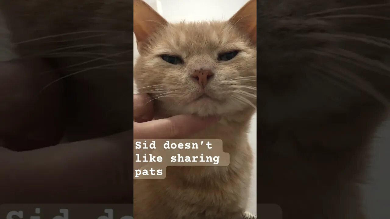 Cat doesn’t like sharing pats. Check out the dirty look