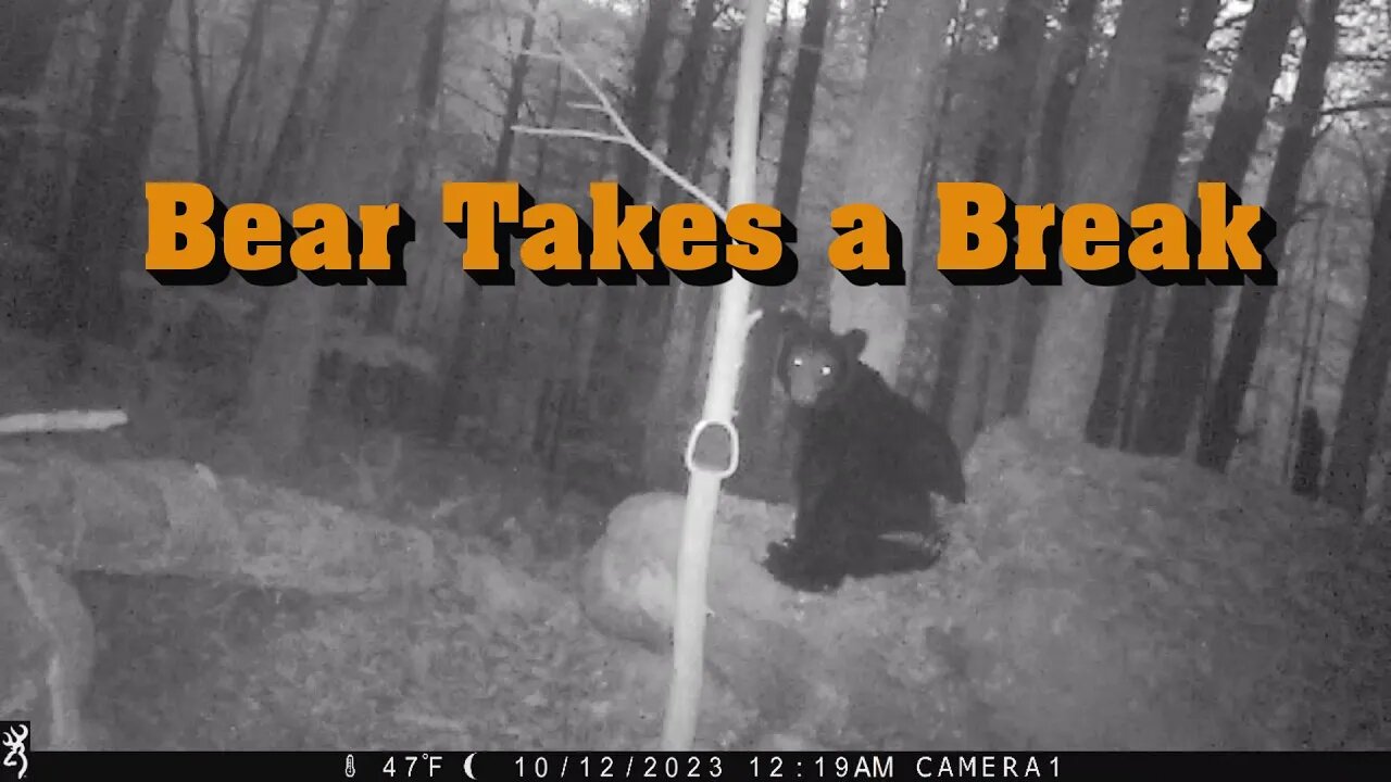 Game Cam Capture - Bear Takes a Break