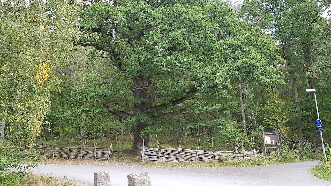 Health, hope, humor, heart, help & HeddaHenrik. The fight against boulders and governments go on