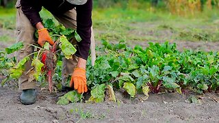 How Far Can Urban Farming Go To Solve Food Insecurity?