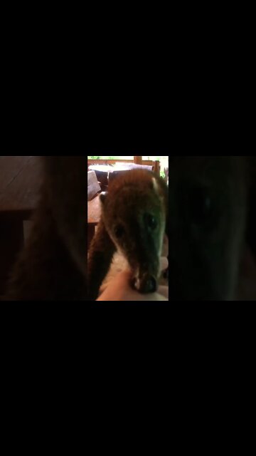 Wild, but Tame Coati Encounter at Our Retreat