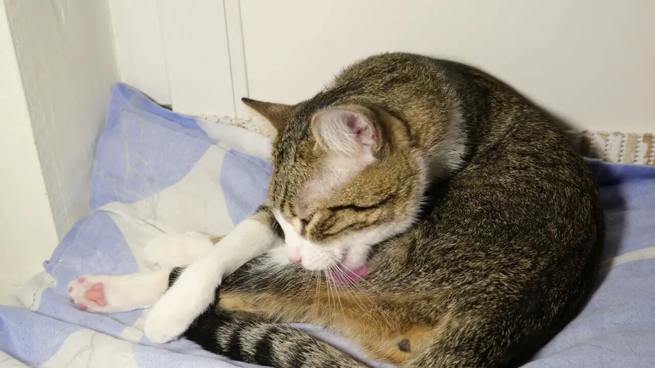 Cat Grooming a la Carte