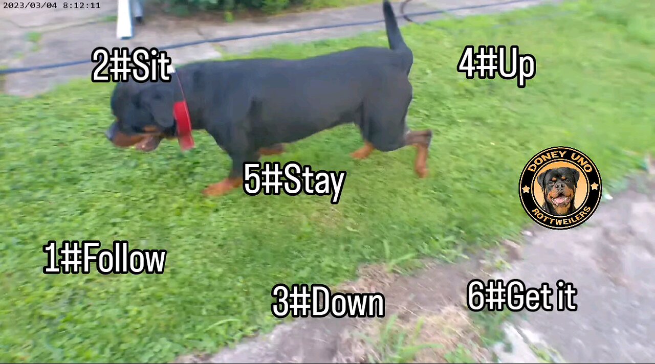 Doneyuno Rotties *MM* XXL Ri Moby Dick
