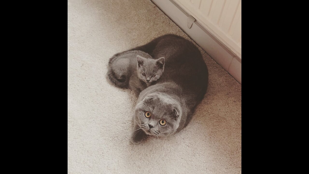 Scottishfold cat and new friend🐈⬛🐱
