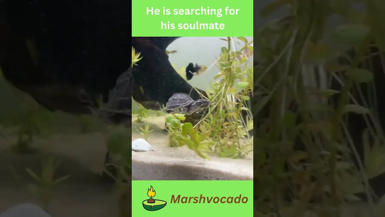 Cute little turtle swimming around #shorts #tortoise #turtle #petsoftiktok #marshvocado #cute #fyp