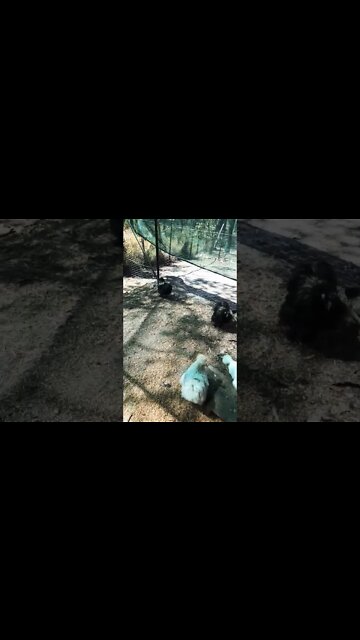 Good morning Silkies 9th October