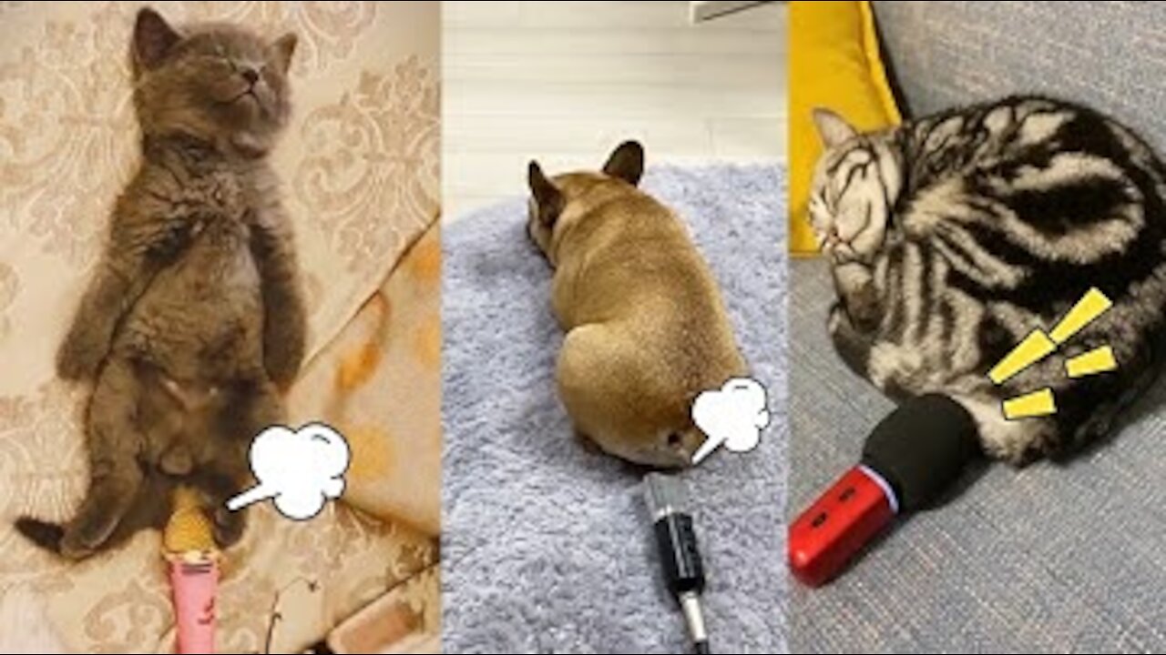 Cats Fart into Microphone Dogs Fart into Microphone