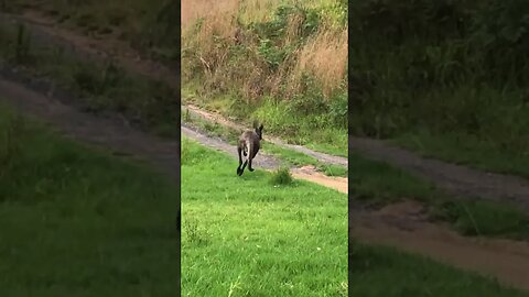Beautiful big male wallaby lives on our property
