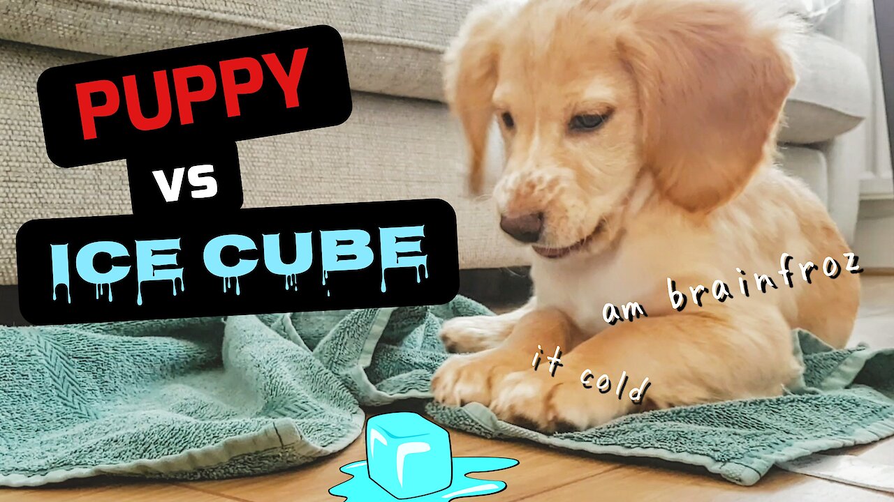 Puppy plays with ice cube for the first time