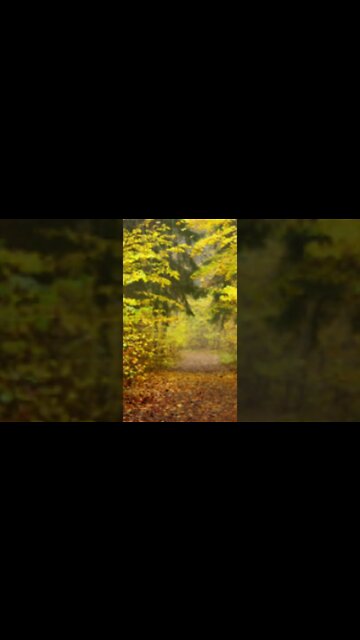 RELAXING MUSIC/DEEP SLEEP MUSIC/autumn ambience music #shorts