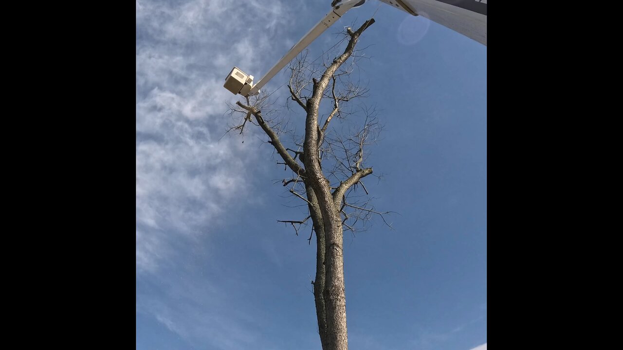 Taking down a cherry tree.