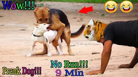 Wow Nice!!! Fake Tiger Prank Dog No Run Try To Stop Laugh 2021