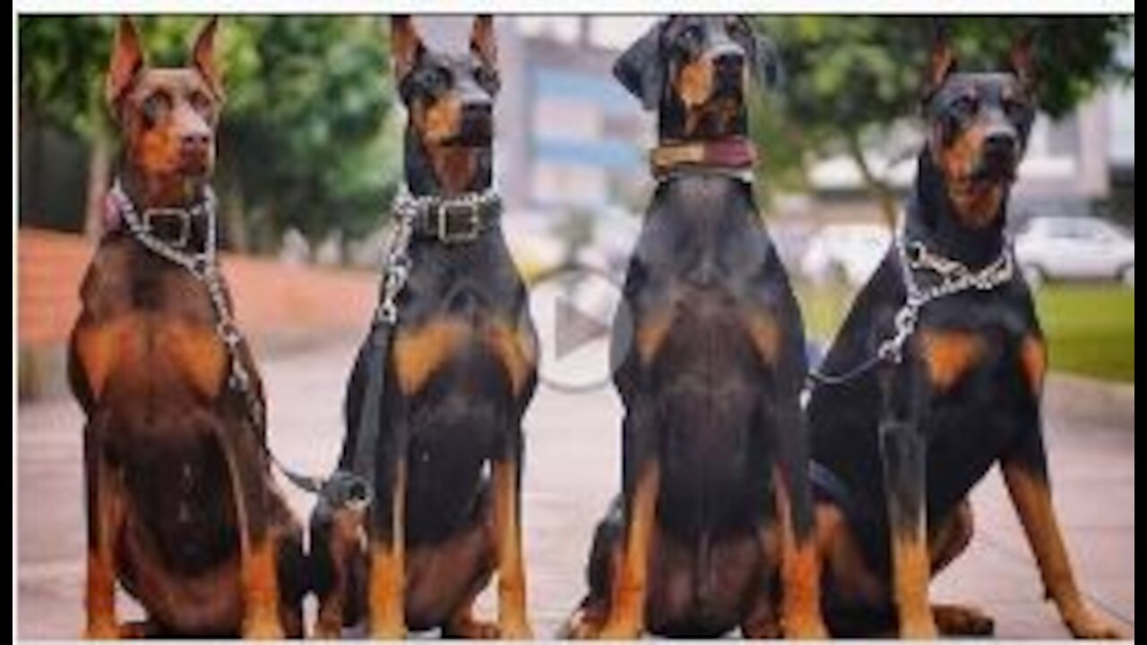 Dobermen __ Dangerous Transformation __ #rumblevideos #rottweiler