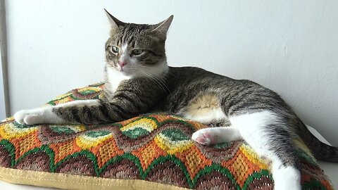 Fluffy Cat Sleeps on His Favorite Pillow