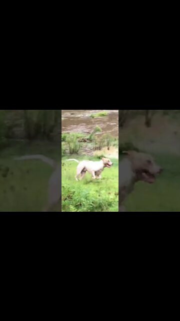 Past flood - Beautiful pit bull plays in the flood water 23 Feb 2022