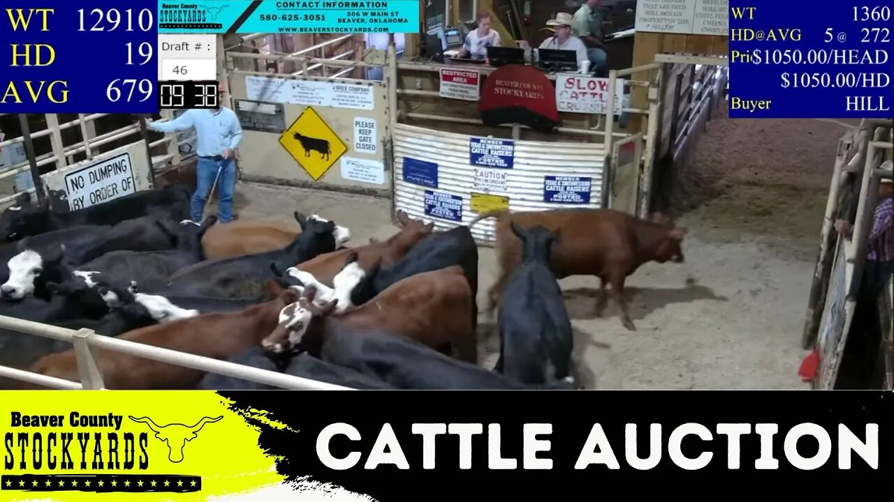 8/15/2023 - Beaver County Stockyards Livestock Auction