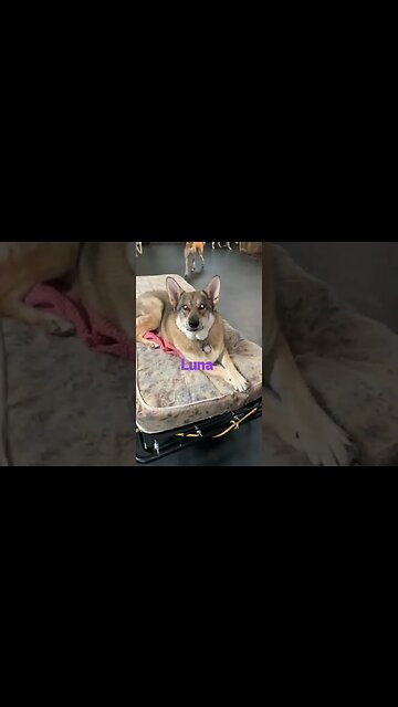 [Shorts 0059] LUNA [#dogs #doggos #doggies #puppies #dogdaycare]