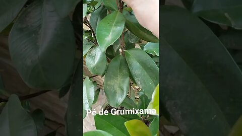 Pé de Grumixama no Vaso.