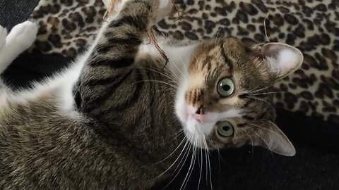 Cat Loves the Toy with the Feather