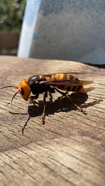 Japanese Giant Hornet -Yabanjin