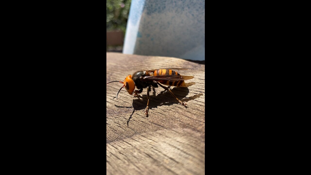 Japanese Giant Hornet -Yabanjin