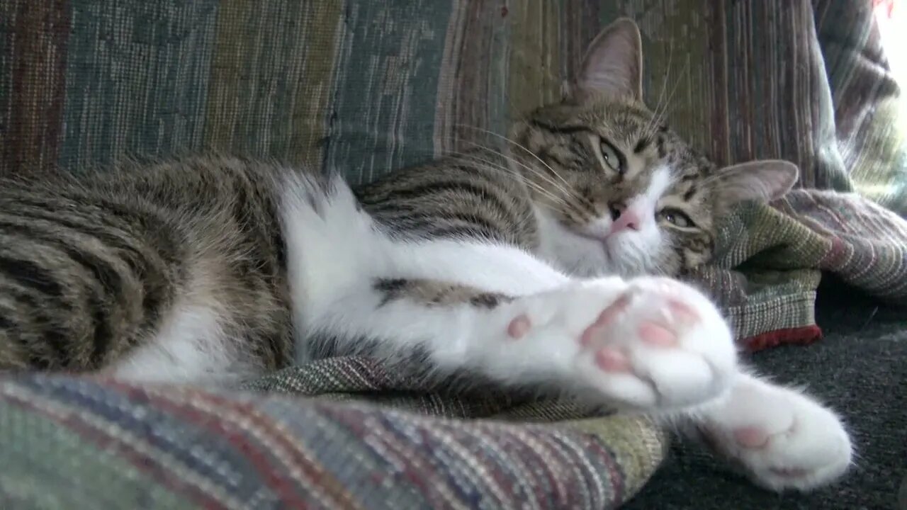 Tabby Cat Hid under the Table