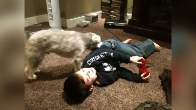 Dog Gives A Little Boy A Wedgie