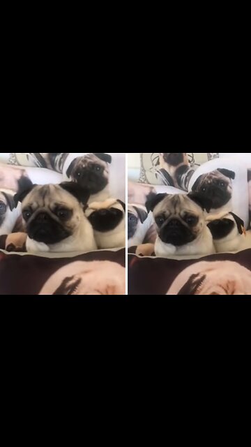 Stealthy pug hides in sea of pug merchandise