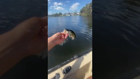 Dink bass on the shaky head rig