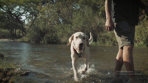 A man walks with his dog in a creek on a forest, low view.