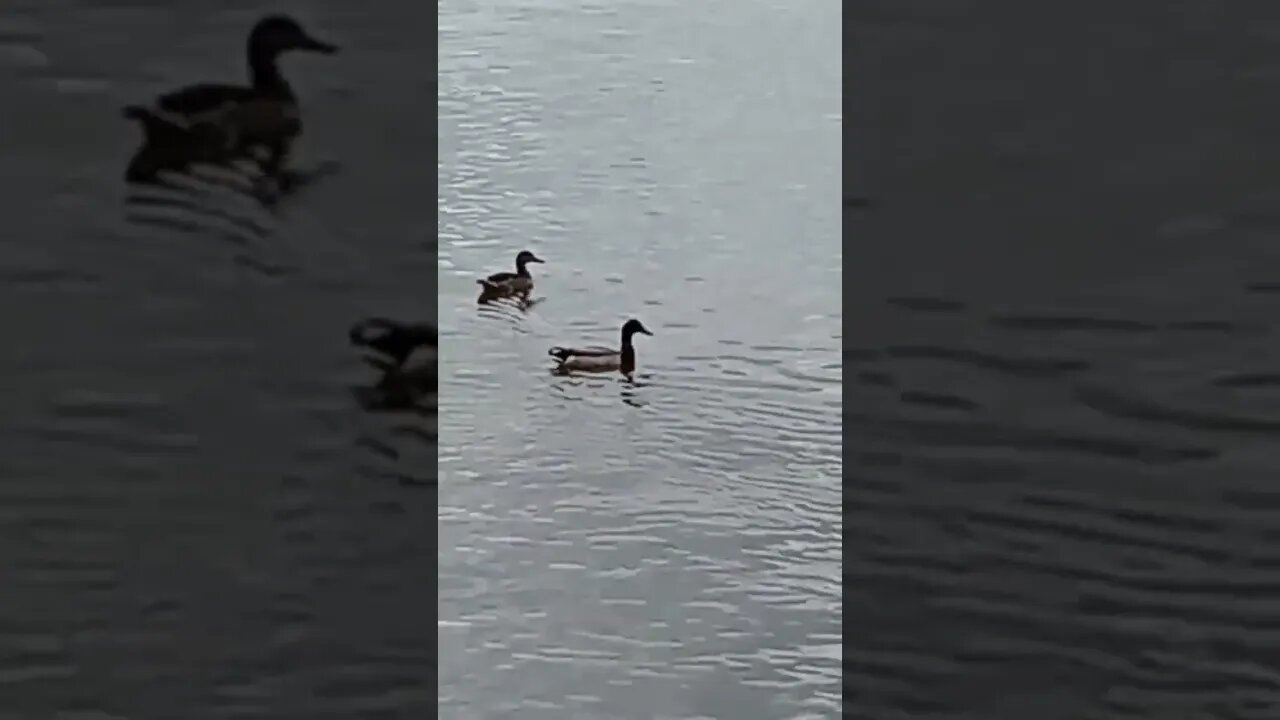 Ducks On Lake Livingston #riverside #texas #shortsfeed #ducks #pleasesubscribe #shortsviral